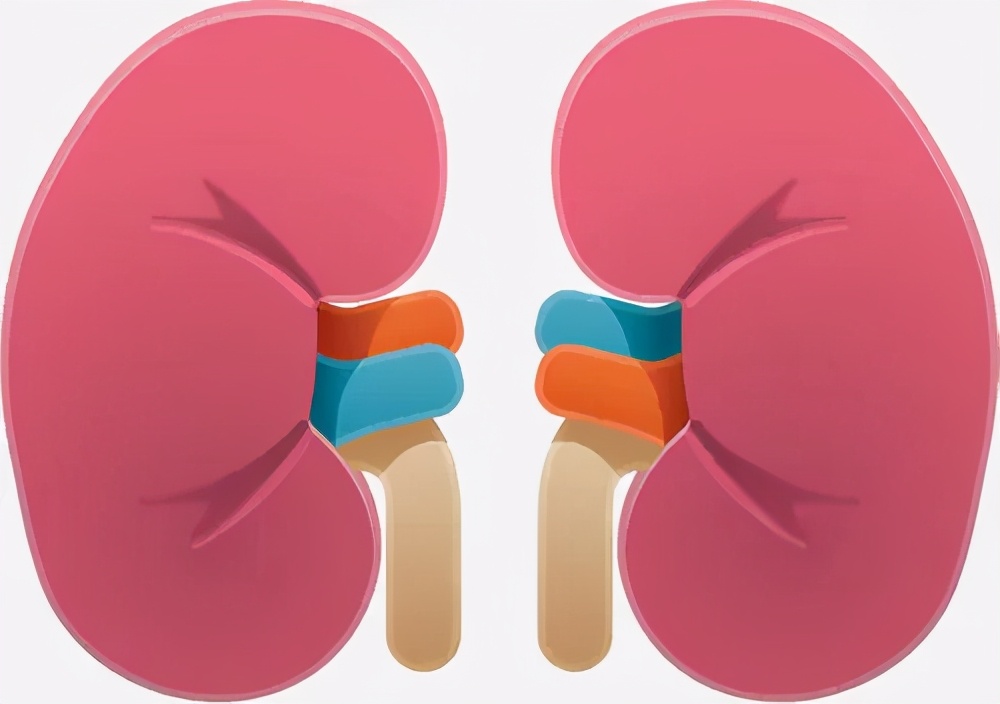 人体切除一个肾脏,肾癌切除一个肾影响寿命吗