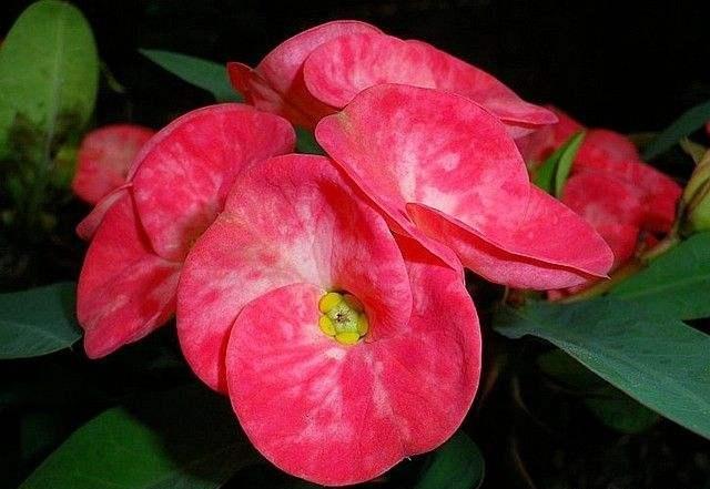 养春花专用盆,刺梅花怎么修剪才能开的花多