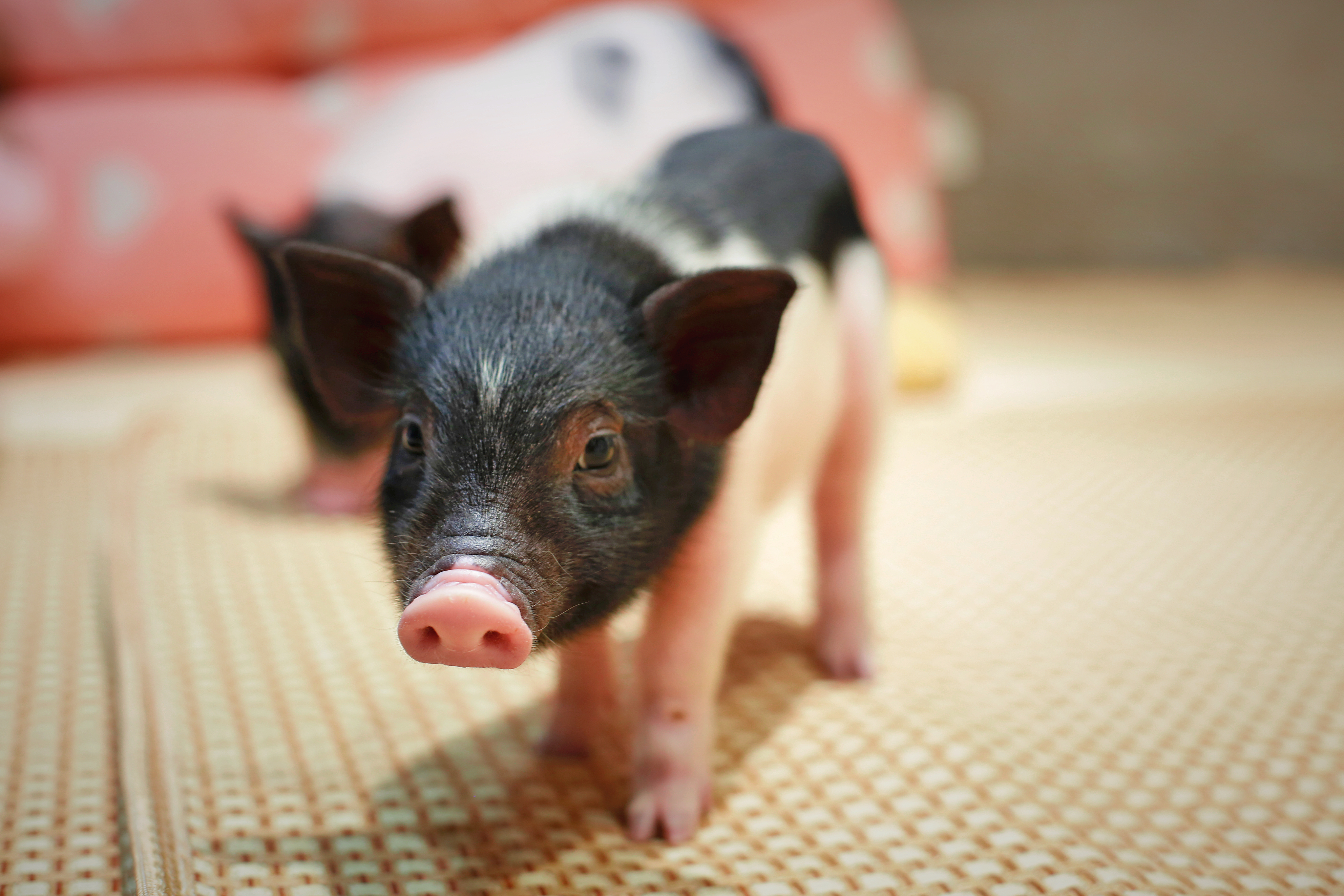 最挣钱的猪场,猪做什么生意最赚钱