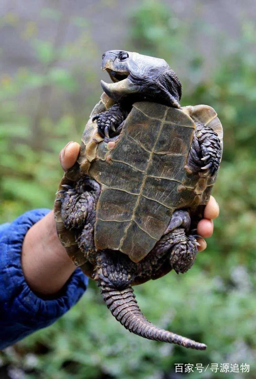 鹰嘴龟国鹰,花鸟市场鹰嘴龟