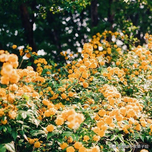 情感咨询|栗子姐每日情感问答(0304)