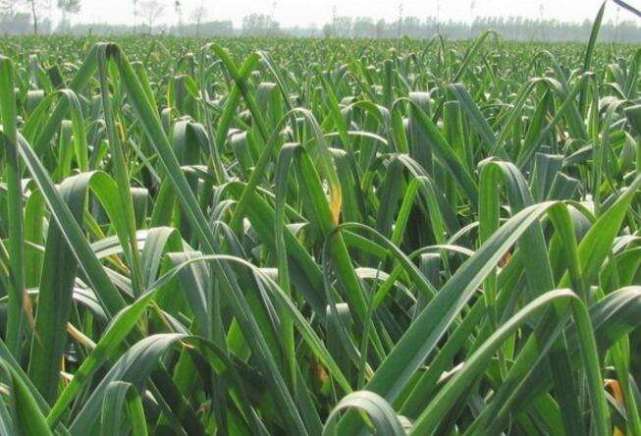 大蒜抽薹15天可以收蒜吗,大蒜抽薹后最好的控旺剂是什么