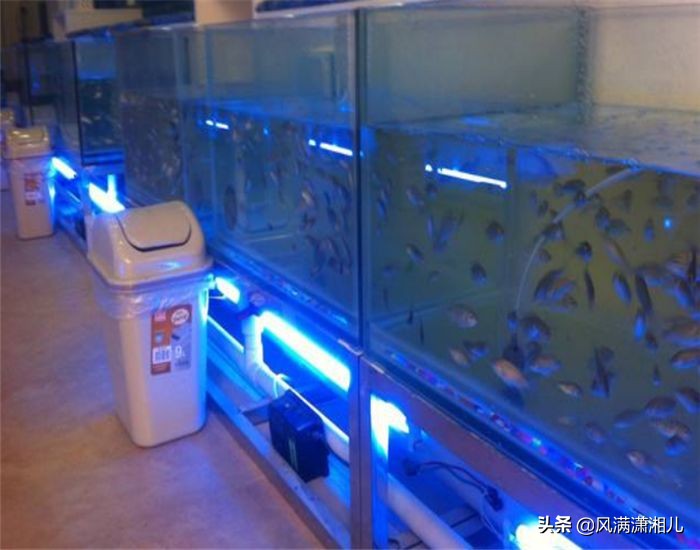 做鱼疗导致鱼儿全死原因,做鱼疗导致鱼儿全死搞笑视频