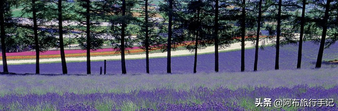 日本花海,日本30个最美花海