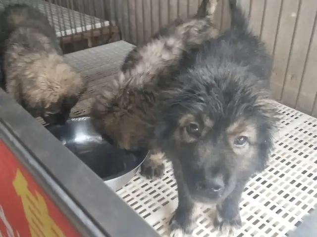 开封杨丰宠物市场最新价格信息,开封杨丰宠物市场现在开着吗