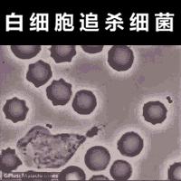 眼睛红的跟兔子一样,兔子眼球有红血丝