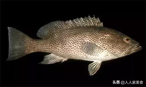 最好的十种石斑鱼,最漂亮的几种石斑鱼