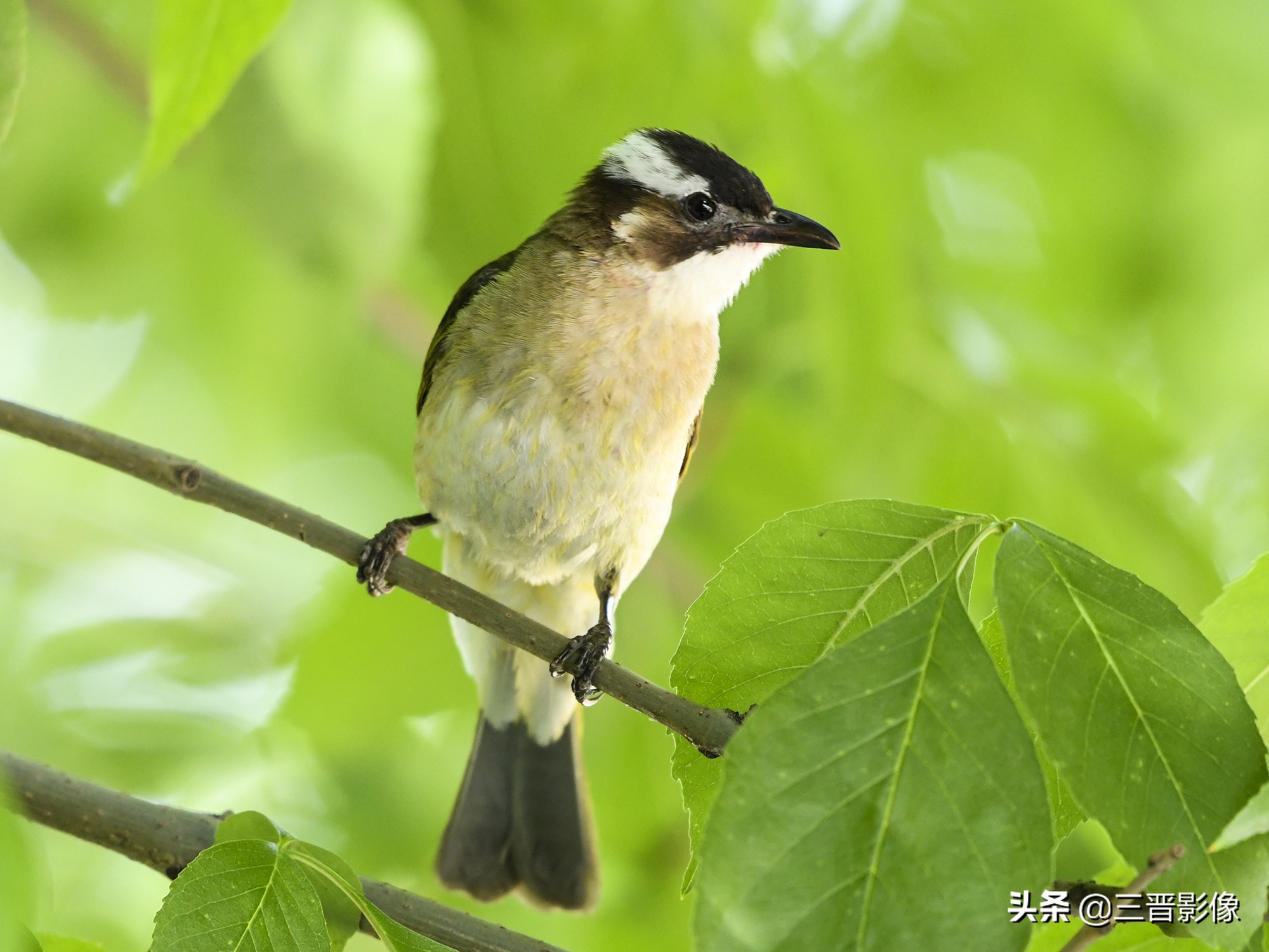 拍鸟设备,10万元拍鸟用什么设备好