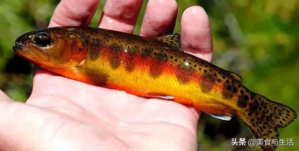 日料三文鱼是虹鳟鱼吗,国内日料店的三文鱼是虹鳟吗