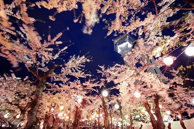 等你盛开，北海道之樱（文末也有福利在等你）