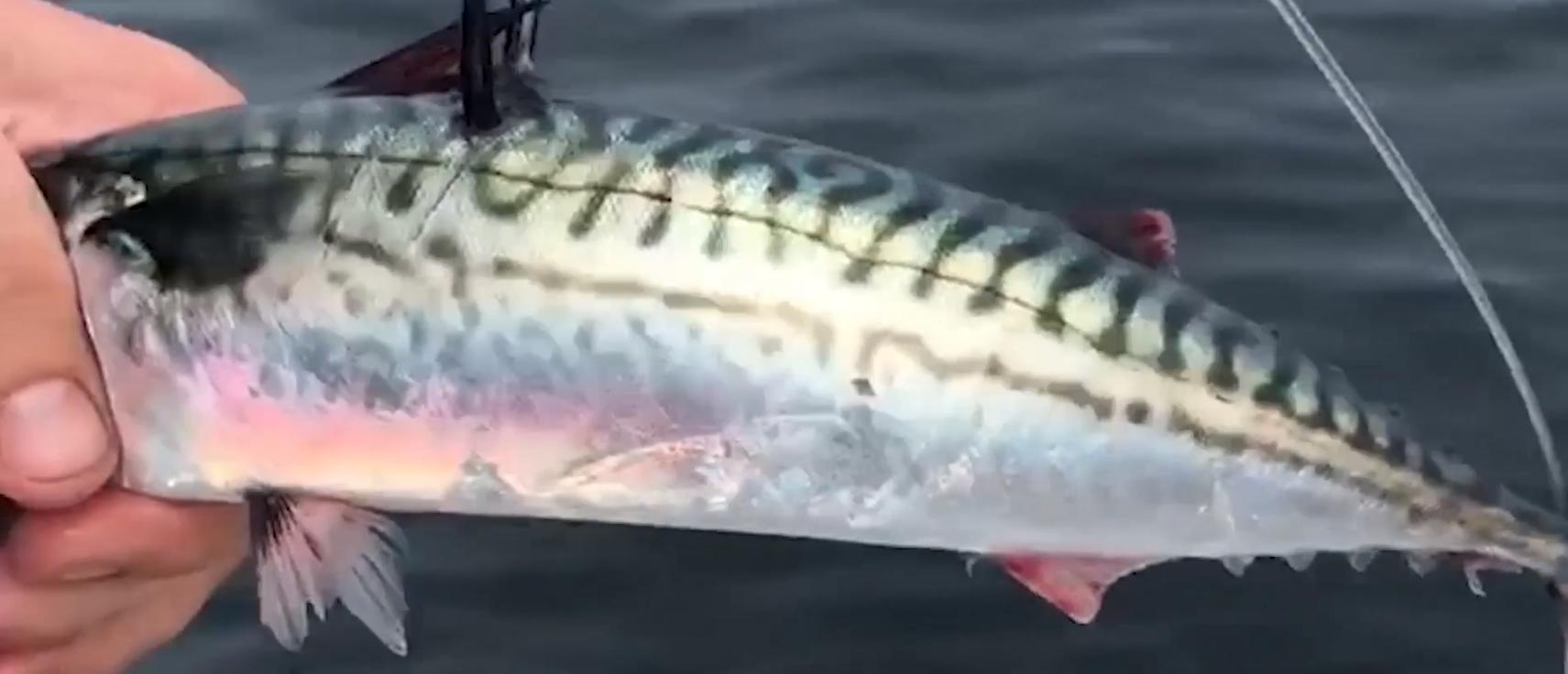 十年前,我只带了一根鱼竿出门,吃遍了世界上的各种顶级海鲜