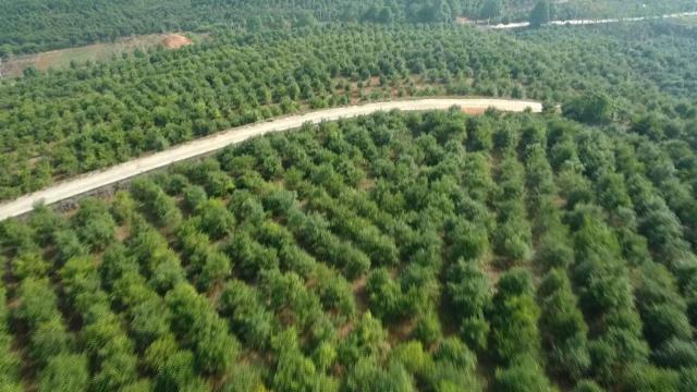 飘香千年的茶油,湖南茶油有哪些好处