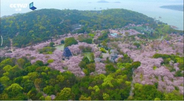 染井吉野樱花江浙沪,染井吉野樱花期10天