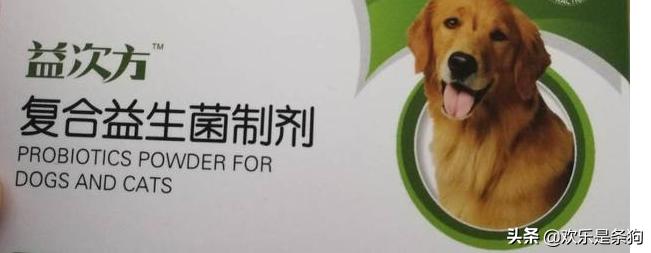 刚买的宠物狗要怎么养,刚抱养的狗狗注意事项