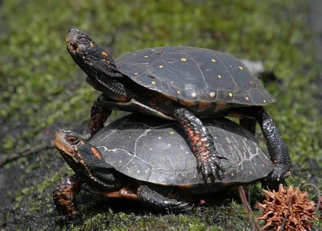 星点龟是热带龟还是冷水龟,星点龟的自然生存环境