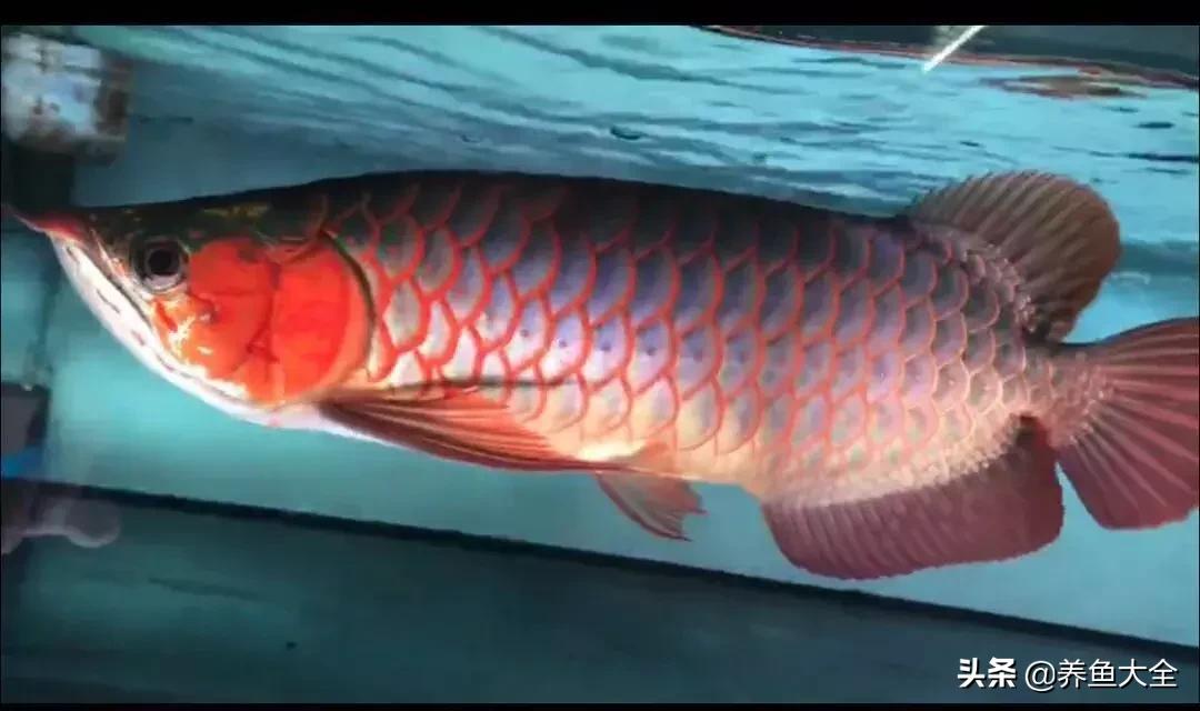 你为什么要养龙鱼？这篇文章扎心了