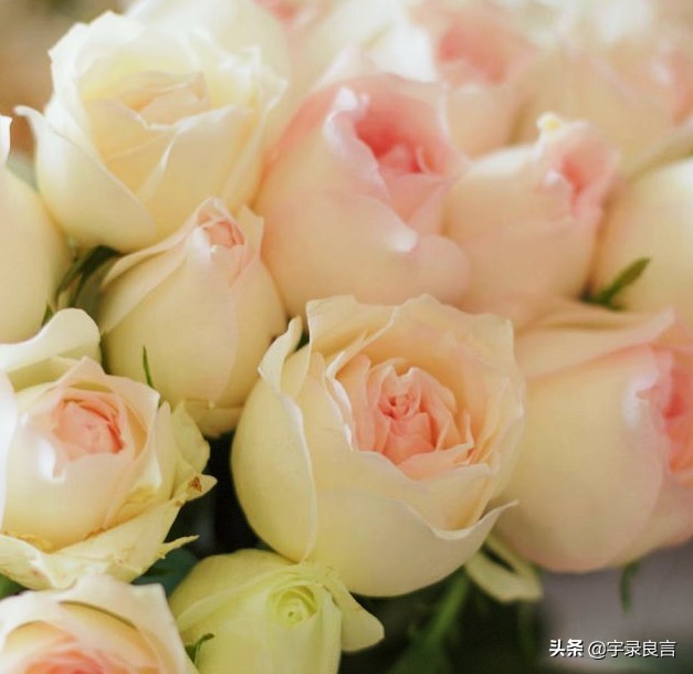 阳光正能量的说说句句温暖自己,积极美好的句子说说