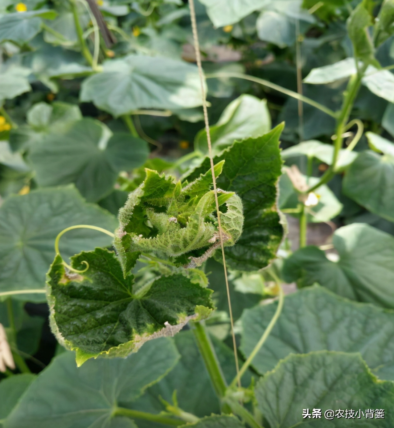 钙肥用了可不少，为啥作物补钙效果差？果实为啥还会裂口和烂果？