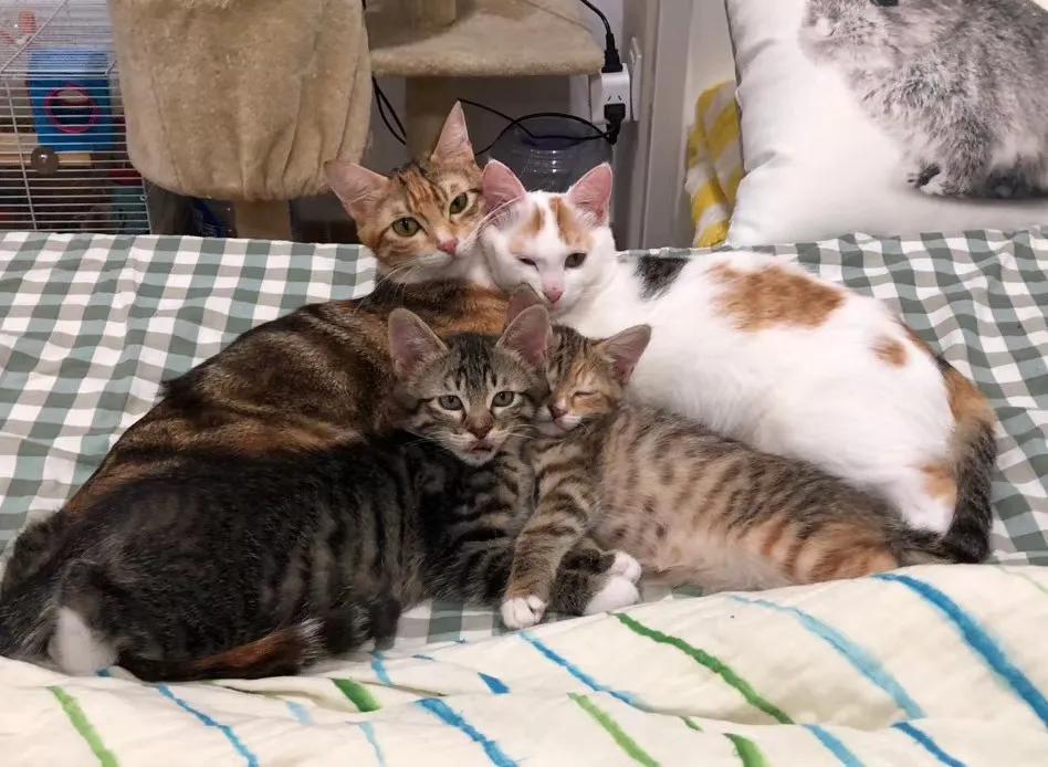 跟着我们猫狗大联盟，你会有喵的！黄阿姨猫咪领养专场