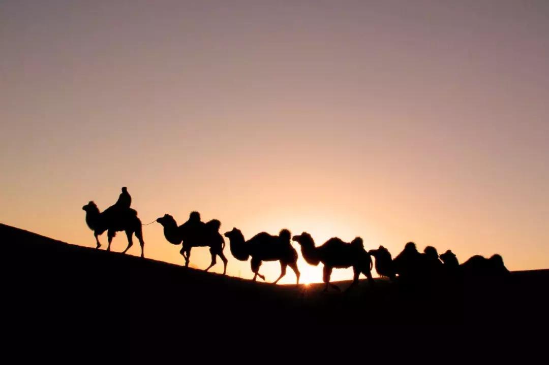 比起故宫猫,毫无颜值的西域骆驼,却在丝绸之路上火了两千多年