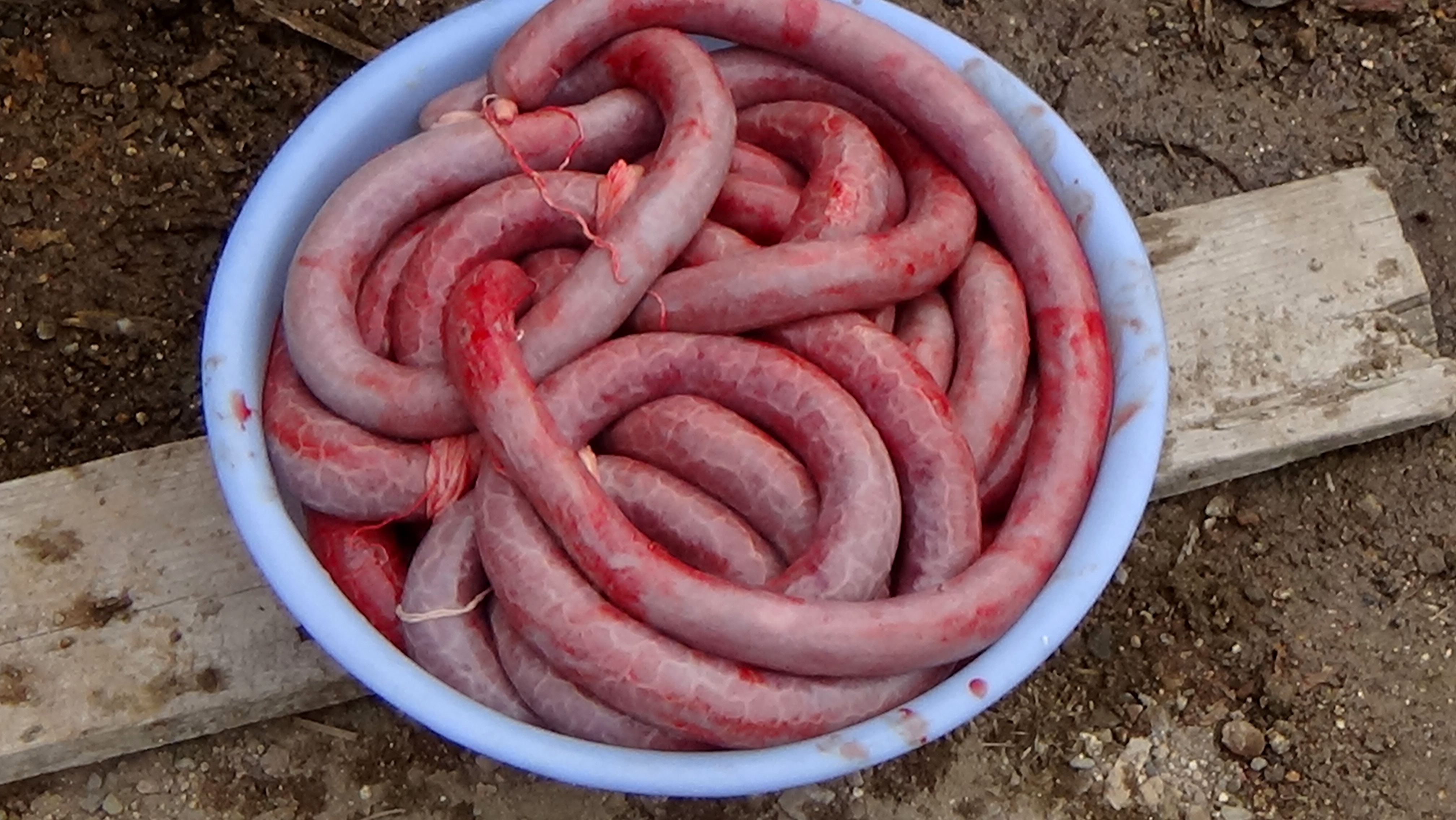 东北杀年猪来吃猪肉,老东北杀年猪