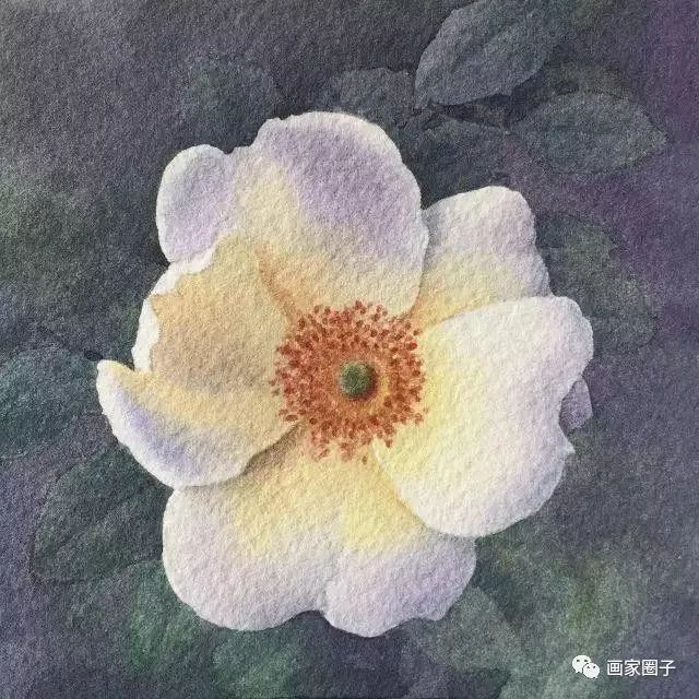 100种漂亮花卉图片,100张漂亮花图