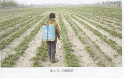 高产的高架草莓无土栽培技术,有机草莓的大棚种植与管理技术