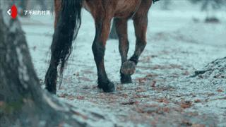 必备的马术知识,马术能不能速成