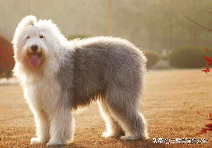 原来德牧也有这么可爱的时候,原来牧羊犬放羊的能力是天生的