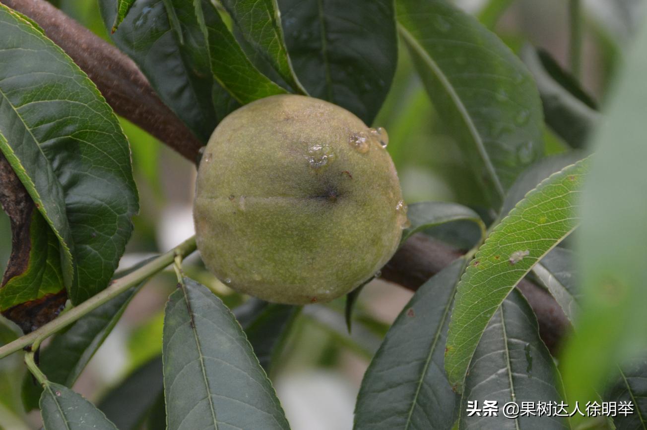 桃树流胶病最有效的防治方法,丁香菊酯能防治桃树流胶病吗