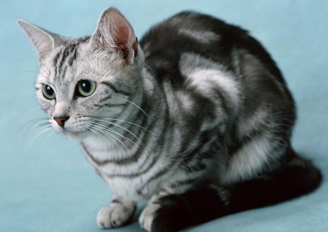 劝退一个想养美短猫的人,劝退养月季系列