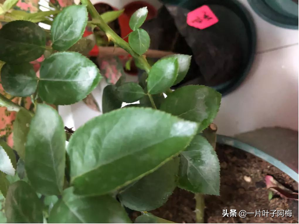 自制养花水配方除臭,养花自制10种消毒水不招虫不烂根