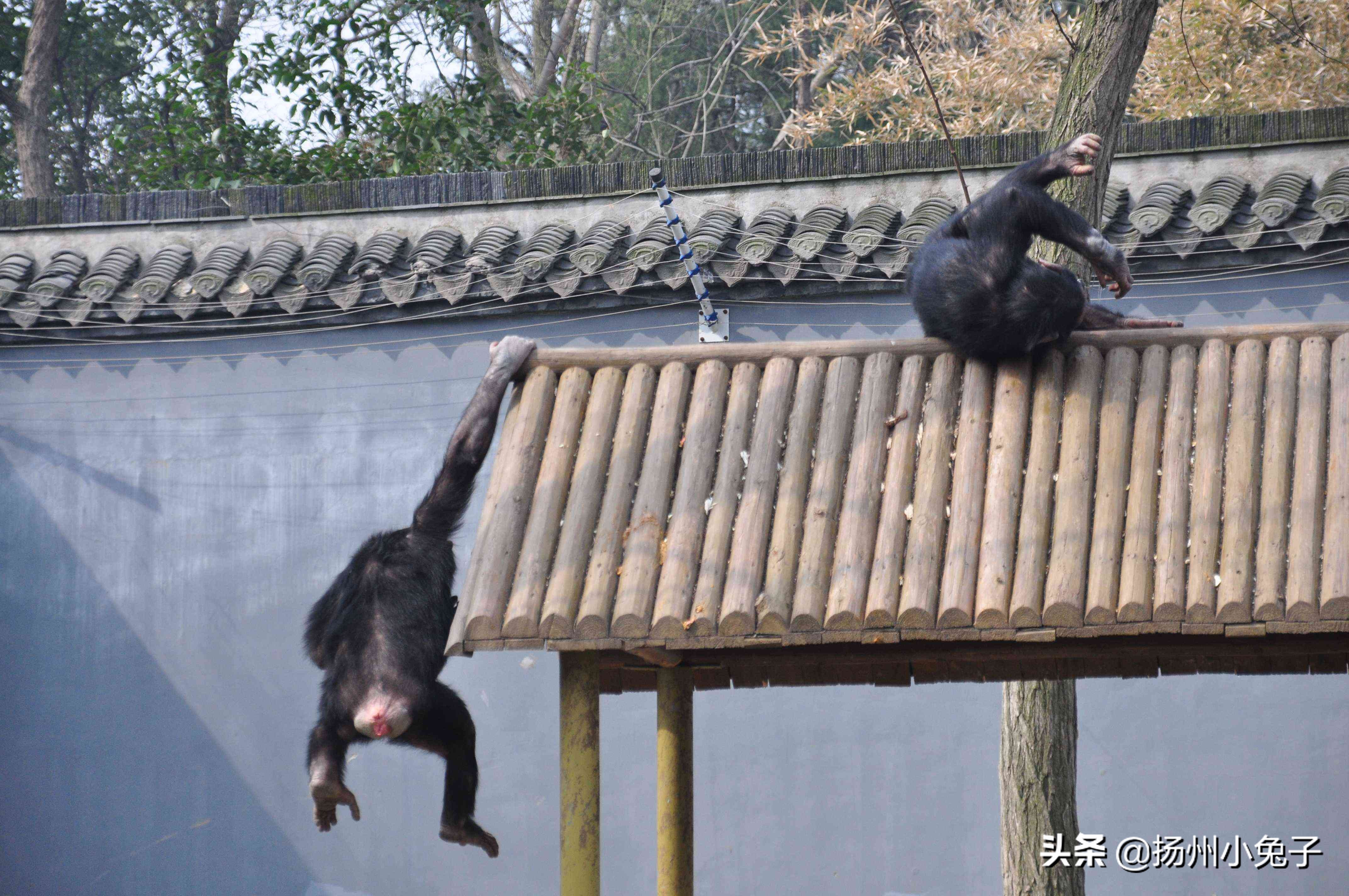 猴群社会关系,猴群和人类社会