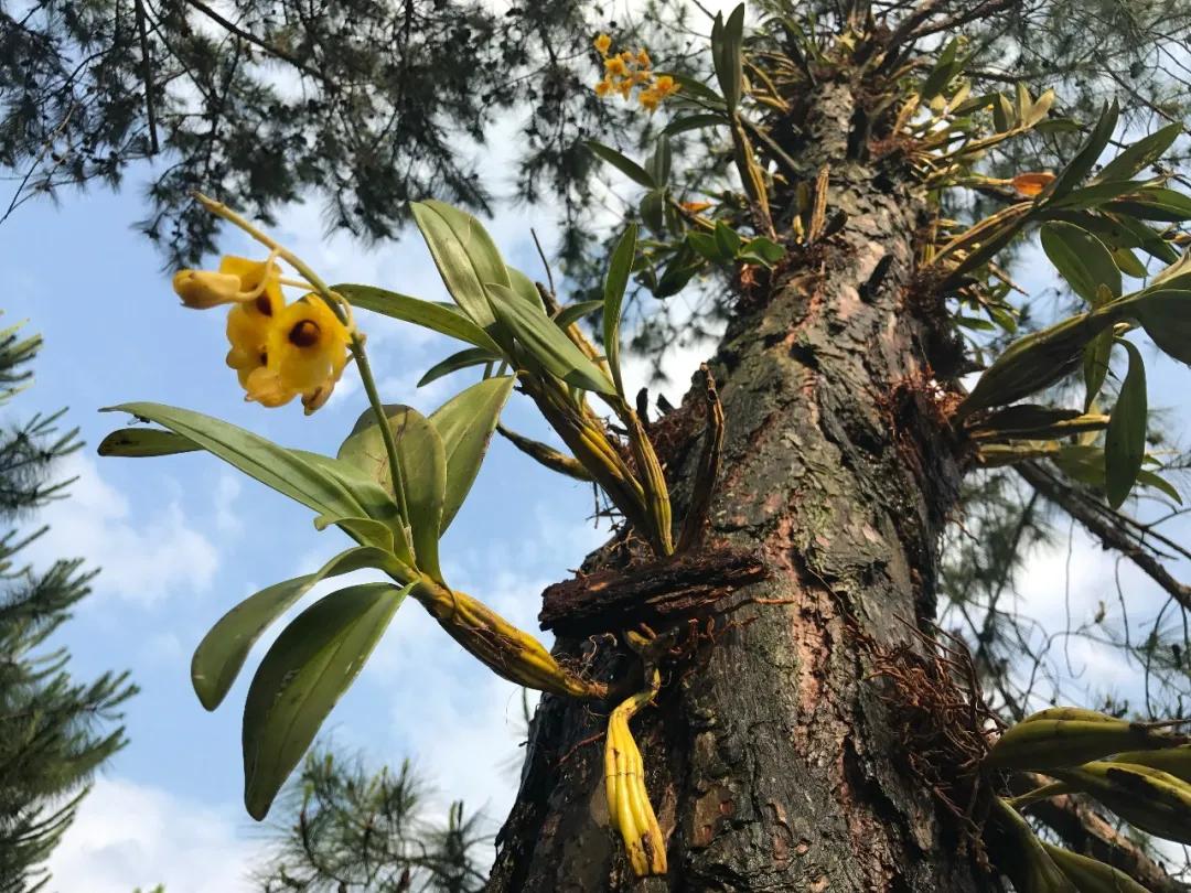 硬核整理!高清中药教材原植物彩*图色**谱(四期)