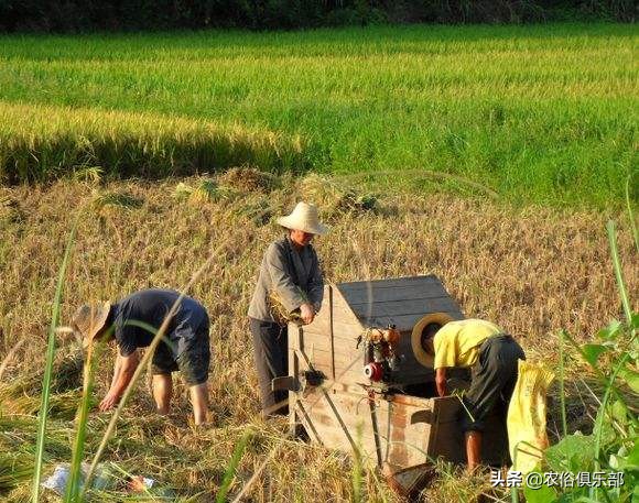 国庆小长假,出去浪不如回老家收庄稼,儿时这5种农活你做过哪些