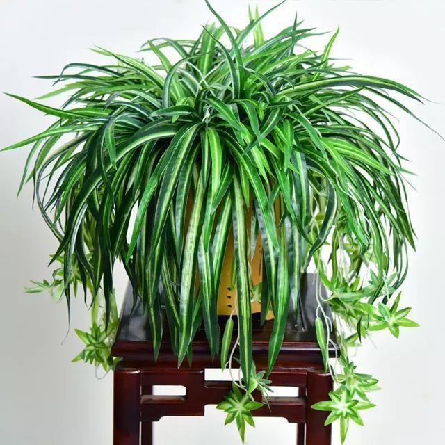 适合新手养的漂亮植物，价格便宜还好养活，来看看有没有你喜欢的