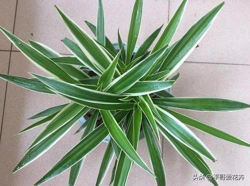 水培吊兰叶尖发黑可以剪掉吗,吊兰叶尖发黄怎么处理视频