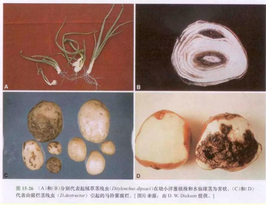 根结线虫病害及治疗方法,根结线虫危害全过程