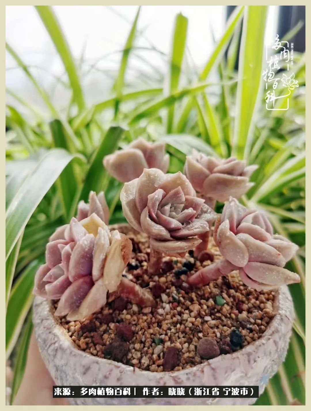 对多肉的热爱深入骨髓,当激情退却希望你依然保持热爱