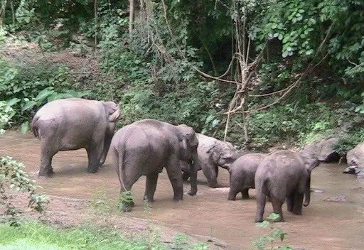 西双版纳风景之旅自由行旅游攻略,邂逅雨林西双版纳秘境之旅