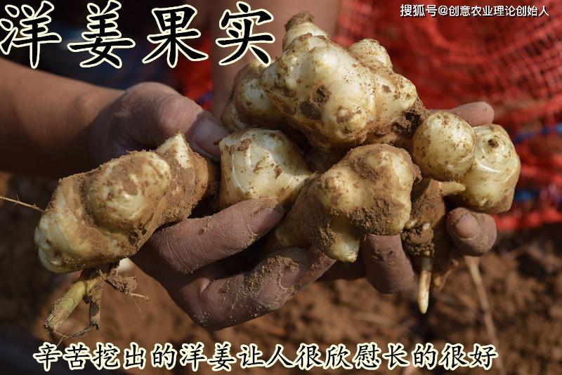 盆栽洋姜的方法,家庭种洋姜的正确方法