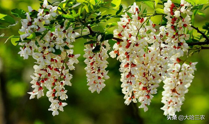 槐花怎么种植才好,槐花种植方法与技术