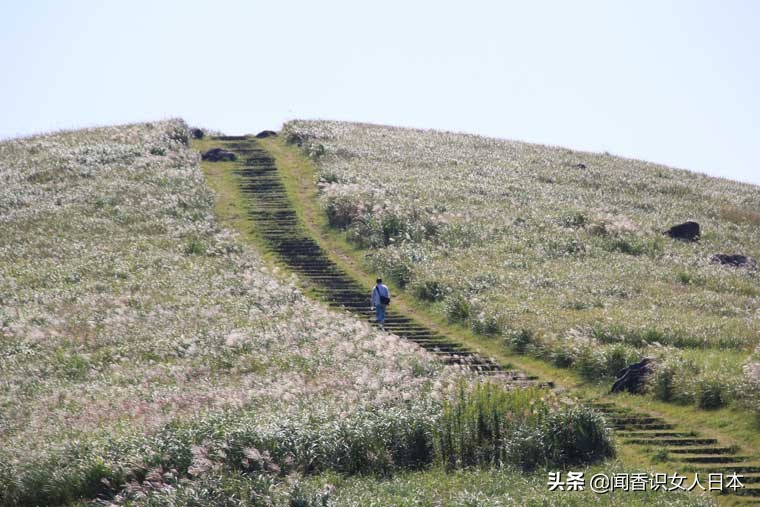 黄金色的芒草，让秋天多了份文艺的风情，日本国内最美芒草名所