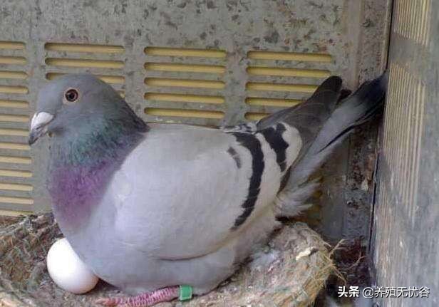轻松养鸽子（上）～鸽子的生理特性和饲养管理！