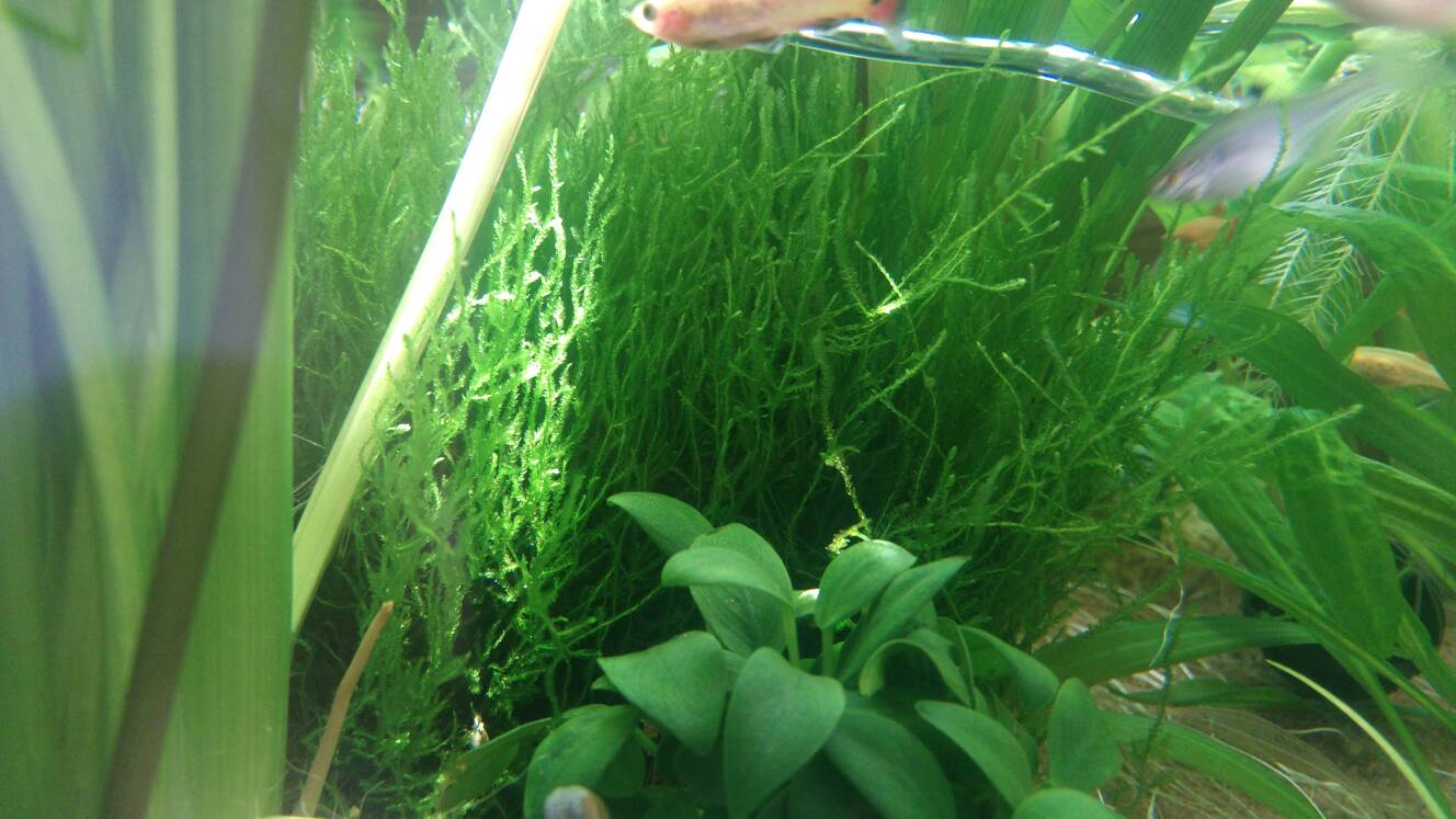 沼泽过滤鱼缸怎么开缸,沼泽缸开缸教程