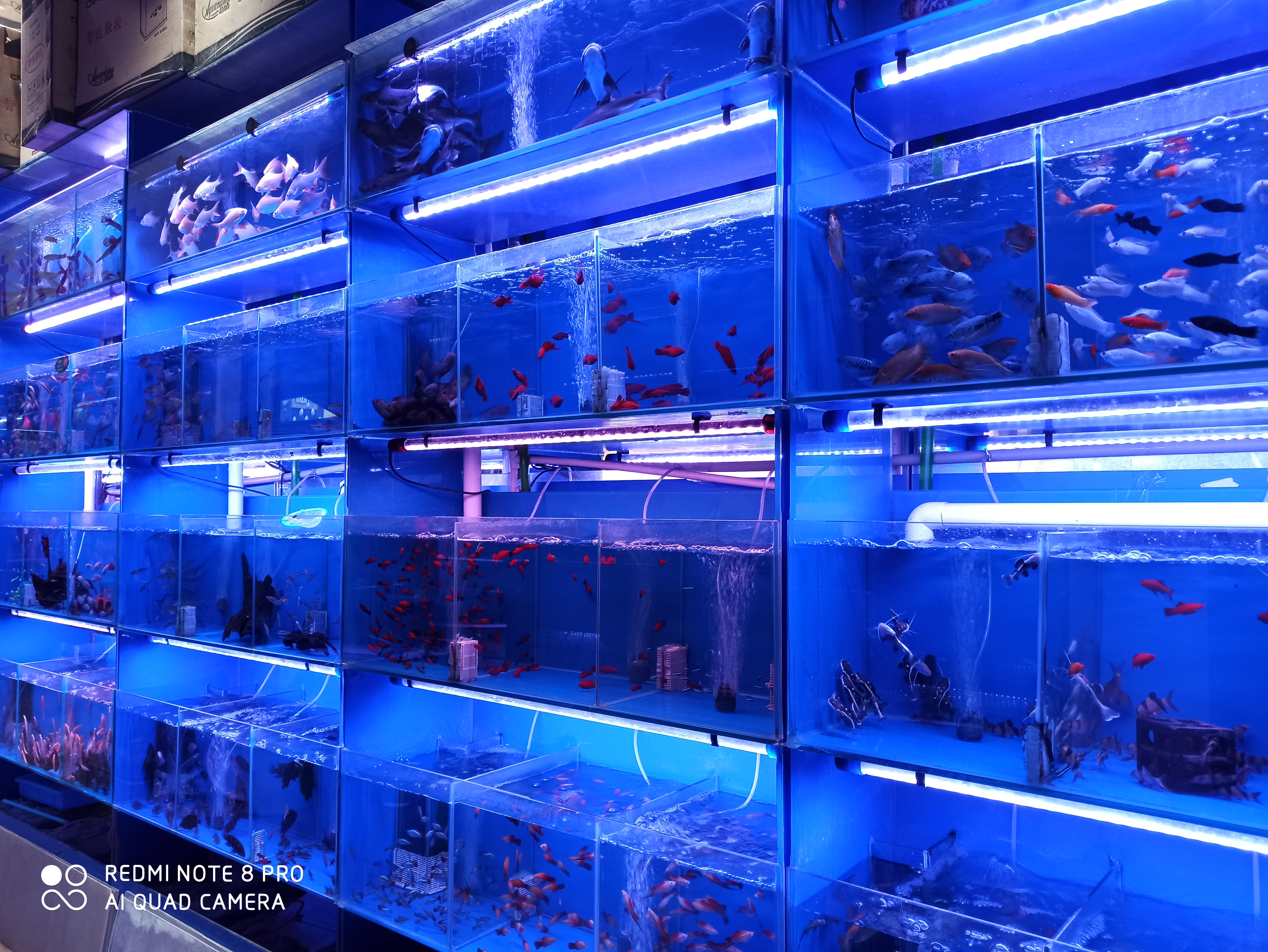 颜色艳丽便宜的热带鱼,热带鱼怎么买呀