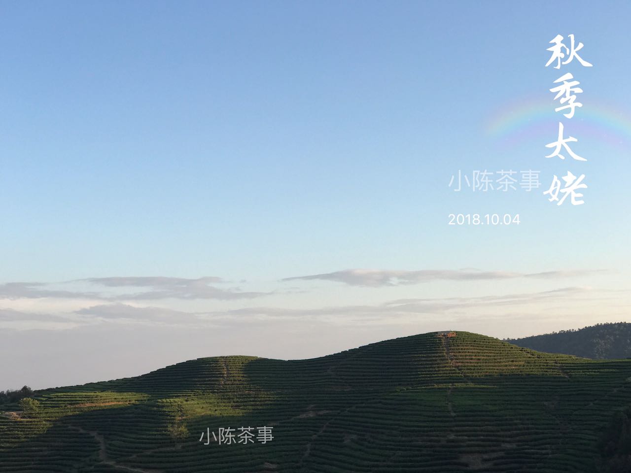 荒野白茶能出金花吗,荒野白茶和普通白茶干茶区别