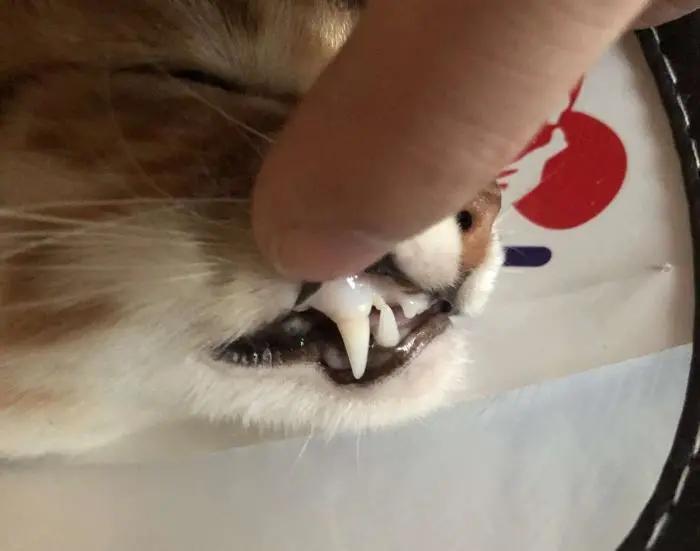 为啥猫咪会吃小猫,为什么有的猫咪吃水果