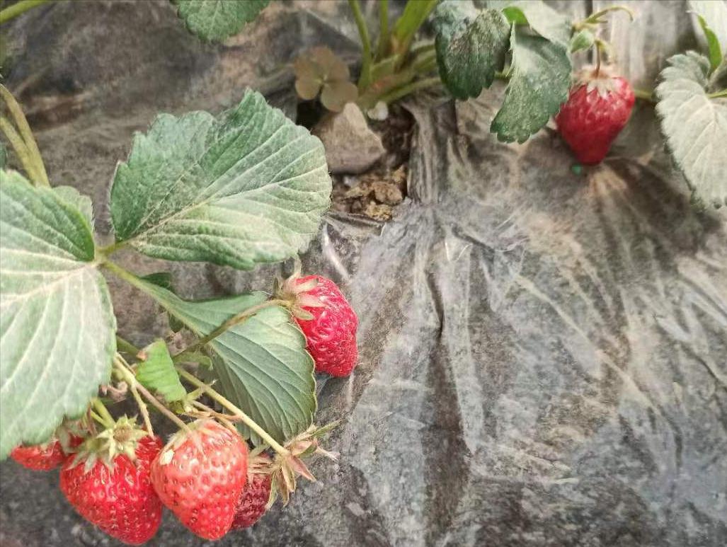 北京蟹岛,北京蟹岛一日游