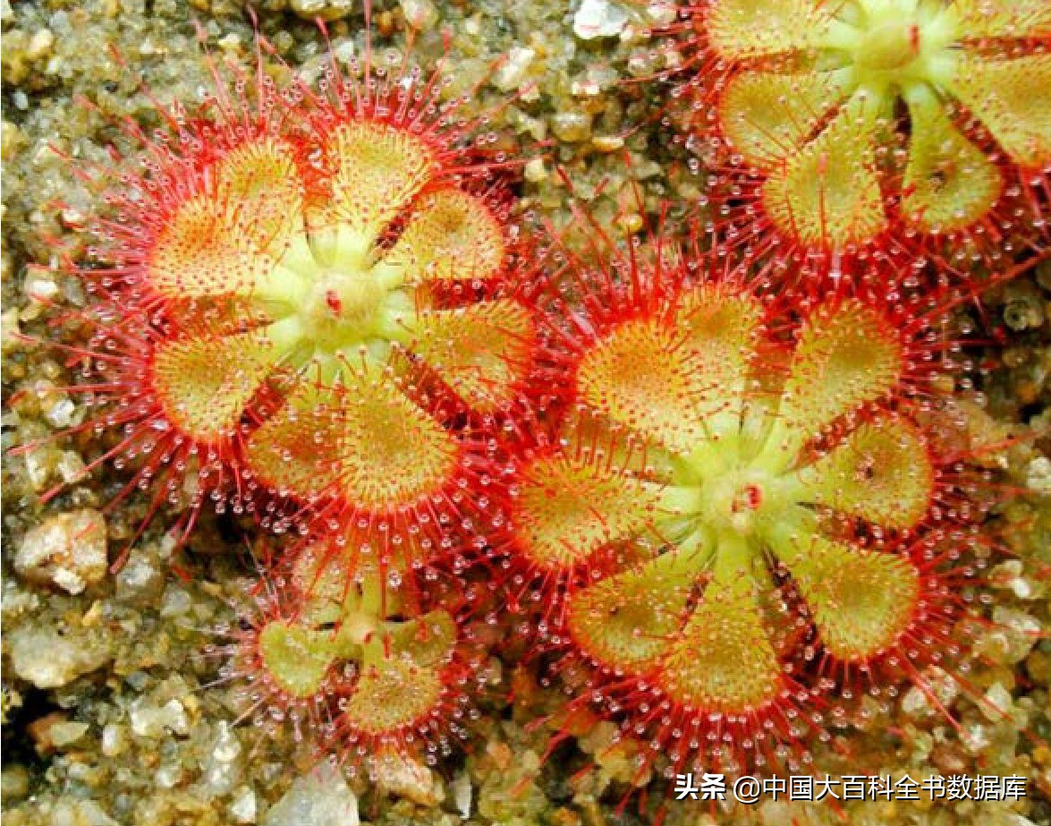 没有大脑和眼睛的捕蝇草怎么知道该什么时候关闭它的夹子